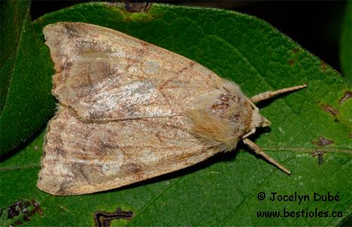 Photo d'Enargia decolor