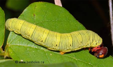 Chenille d'hespérie à ailes argentées (Epargyreus clarus)