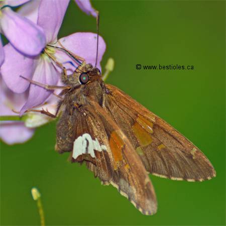 Photo d'hespérie à tache argentées sur une fleur