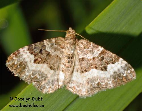 Photo d'Altern�e (Epirrhoe alternata)