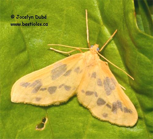 Photo de géomètre Eubaphe mendica
