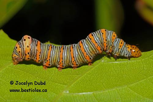 Chenille d'agaristine � bande droite (Eudryas grata)
