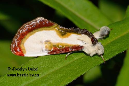 Photo de agaristine � bande droite (Eudryas grata)