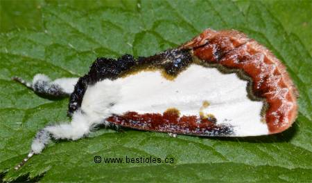 Agaristine � bande courbe (Eudryas unio)