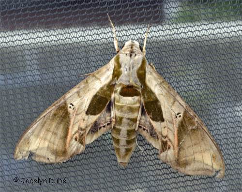Sphinx pandora