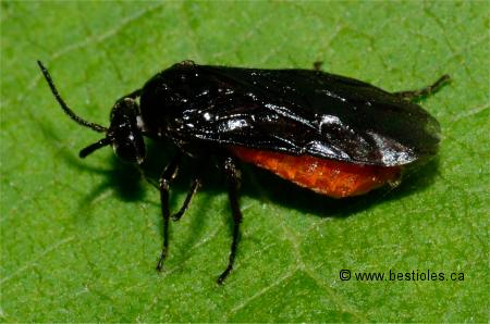 Photo d'une tenthr�de (Eutomostethus luteiventris)