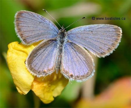 Photo de papillon porte-queue de l'Est mâle