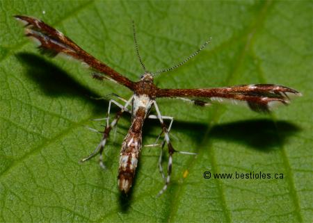 Photo de pterophoridae (Geina tenuidactyla)