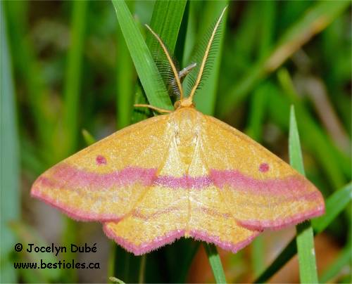 Photo de G�om�tre ros� m�le (Haematopis grataria)