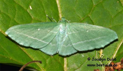 Photo de g�om�tre vert de la vigne (Dyspteris abortivaria)