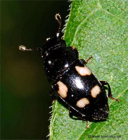 Photographie de Nitidule � quatre points (Glischrochilus quadrisignatus)