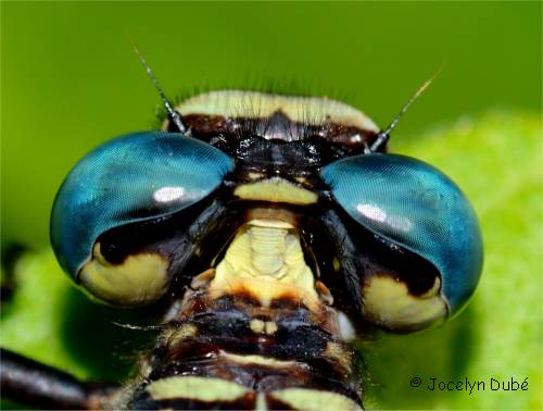 Gomphidae