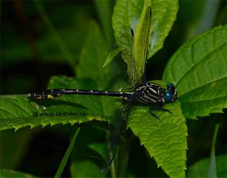 Photo de gomphe vaste (Gomphus vastus)