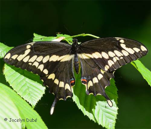 Photo de Grand porte-queue - Papilio cresphontes