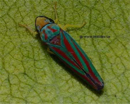Photo d'une cicadelle � lignes rouges (Graphocephala-coccinea)