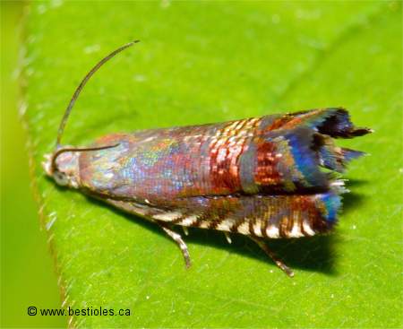 Photo de Grapholita angleseana