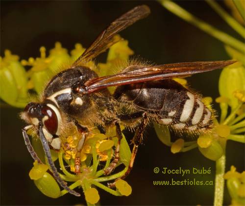 Photo de gu�pe � taches blanches (Dolichovespula maculata)