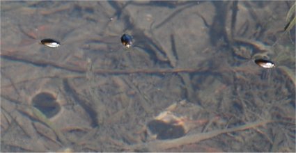 Photo de gyrins sur l'eau