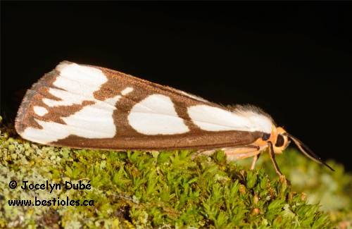 Photo d'arctiide de Leconte - Haploa lecontei