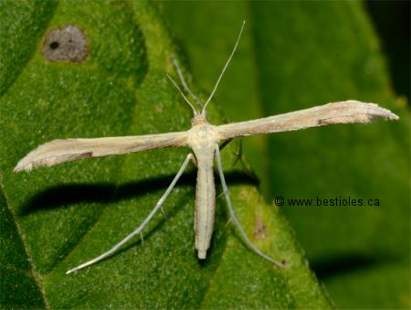 Photo d'un papillon pt�rophore (Hellinsia pectodactylus)