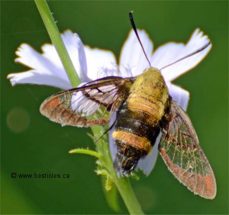 Sphinx du chèvrefeuille - Hemaris diffinis