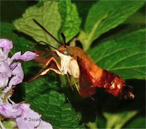 Sphinx colibri - Hemaris thysbe