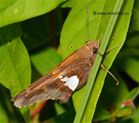 Photo d'hesp�rie � ailes argent�es (Epargyreus clarus)