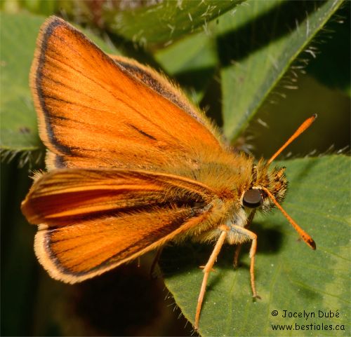 Photo d'hespérie délicate - Thymelicus lineola