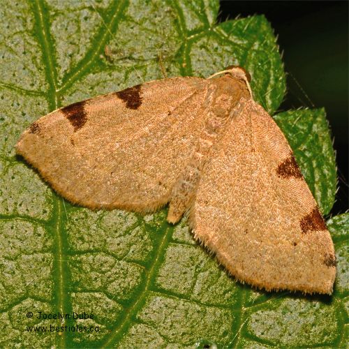 Photo d'Altern�e (Heterophleps triguttaria)