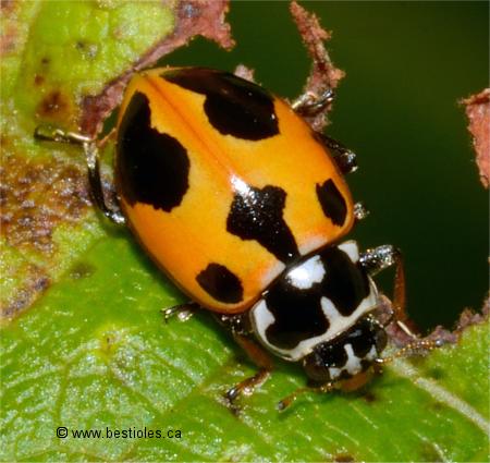Photo d'une coccinelle parenth�se (Hippodamia parenthesis)