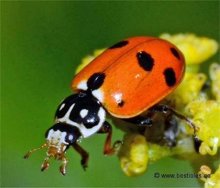 Photo d'une coccinelle des friches