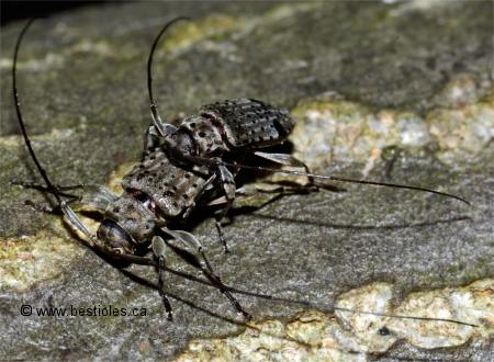 Photographie d'un couple de longicornes picot�s � deux taches - Hyperplatys maculata