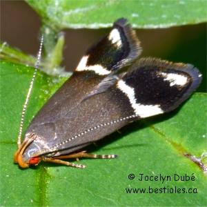 Anacampsis