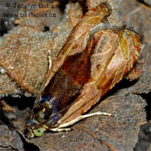 Ancylis