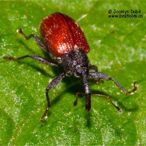 Anthonomus