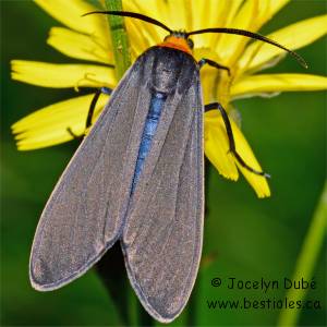 Arctiid�s