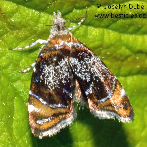 Choreutidae