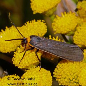 Cisseps � col orang�