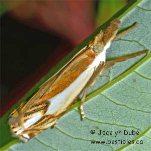 Crambus