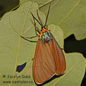 Ct�nuche de Virginie