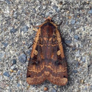 Erebidae