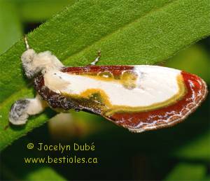 Eudryas