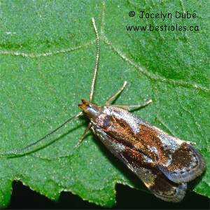 Gelechiid�s