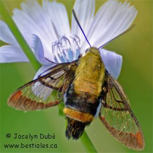 Sphinx du ch�vrefeuille
