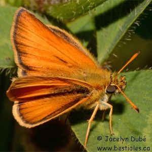 Hesp�rie des gramin�es - Thymelicus lineola
