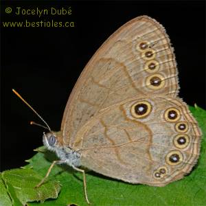 Satyre des appalaches