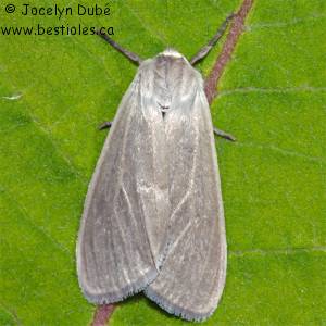 Lymantriidae