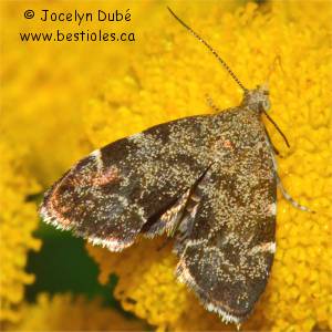 Oecophorid�s