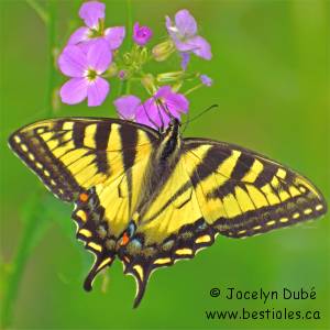 Papillon tigr� du Canada