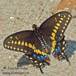Papillon du c�leri